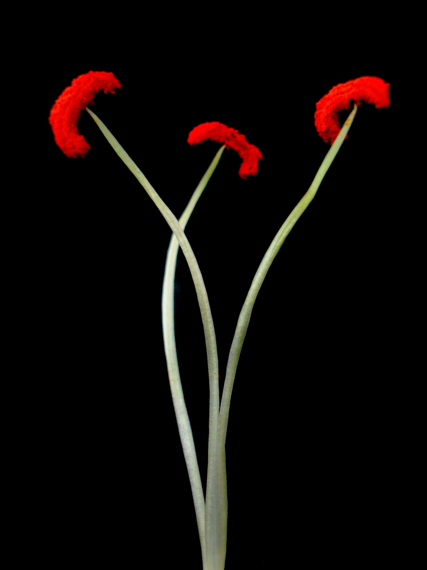 Hans de Cleen foto Untitled artprint