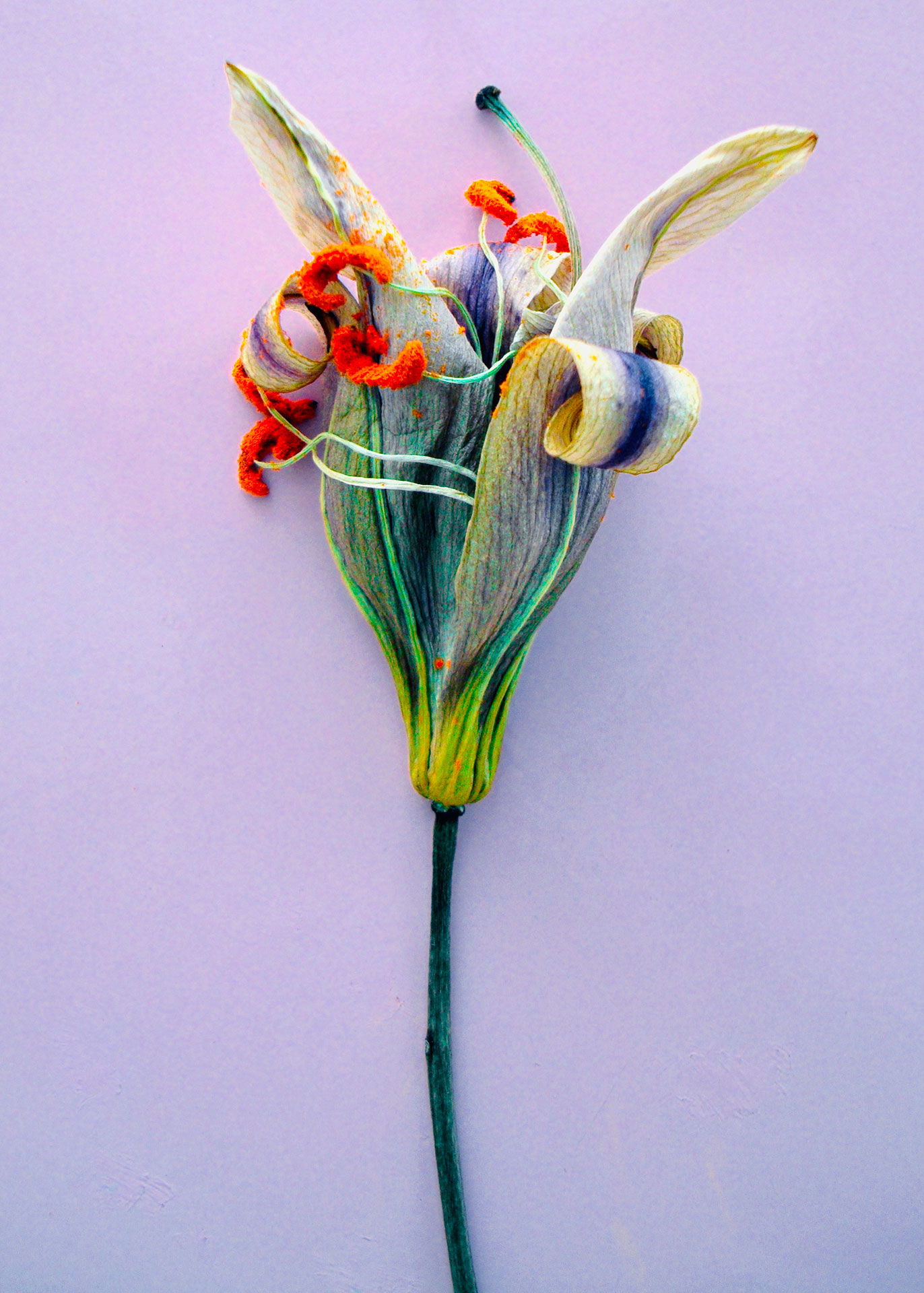 Hans de Cleen foto Untitled artprint flower